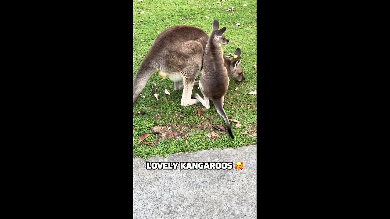 Kangaroo diaries only in Australia