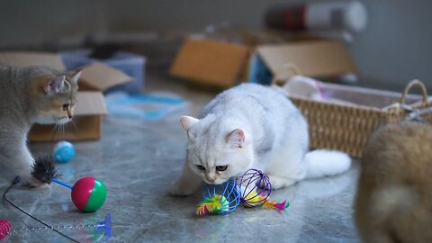Cats Playing On Floor