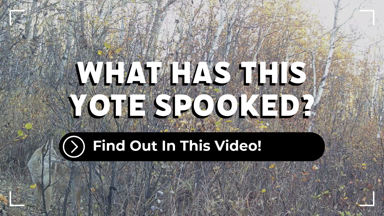 What Has This Yote Spooked?