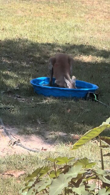 Australian kangaroo 🦘