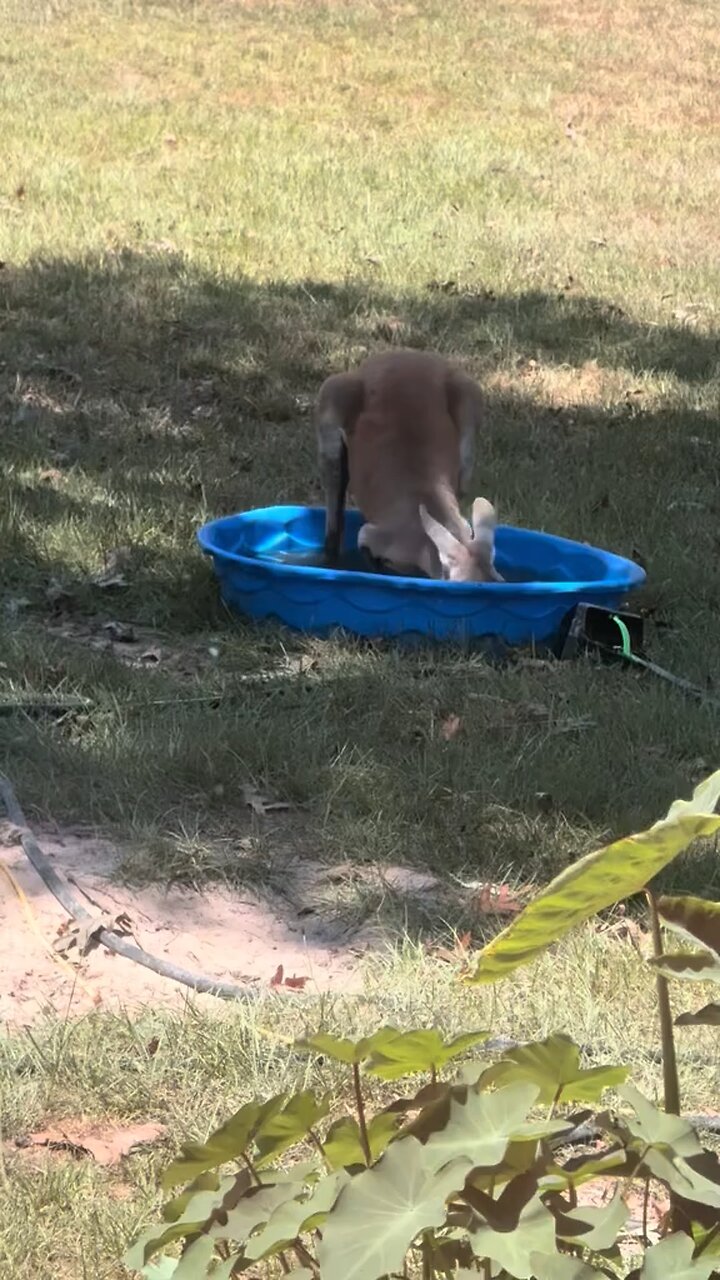 Australian kangaroo 🦘