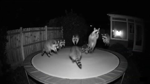 Caught a raccoon jumping on the trampoline out of a bin lorry 🦝
