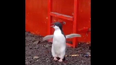 Hombre trata de ayudar a un pingüino a regresar a casa en Chile