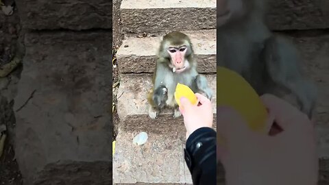 Feed the poor armless monkey some bread