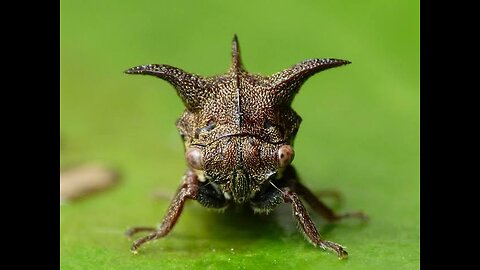 INSECTS