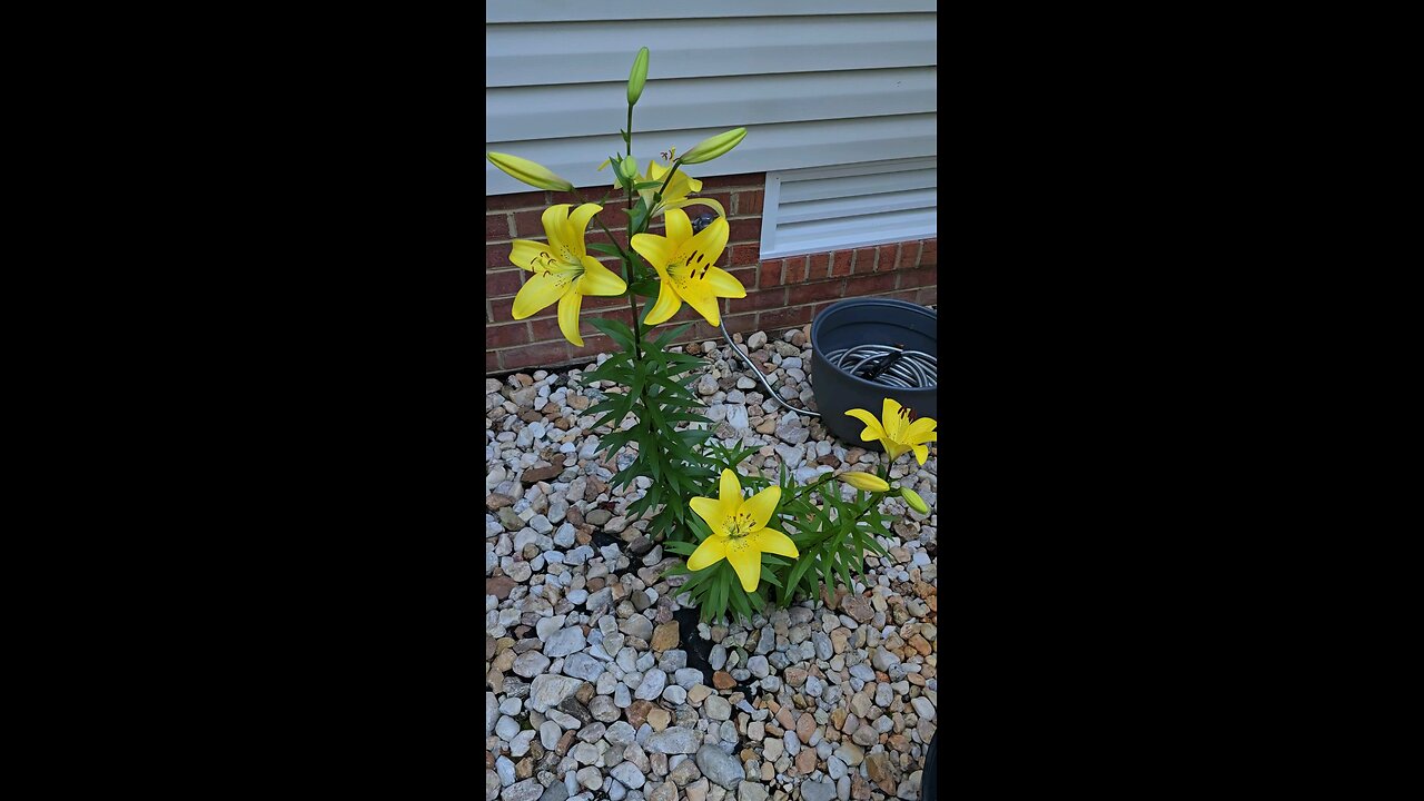 Nature with Tiger Lilly