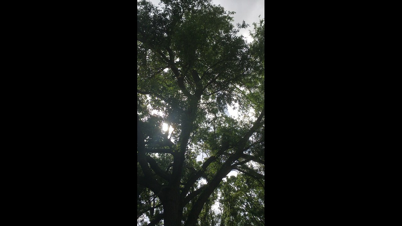 Mayo Florida nature vibes.