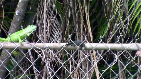 Food For The Birds, You Won't Believe What Happened Next!