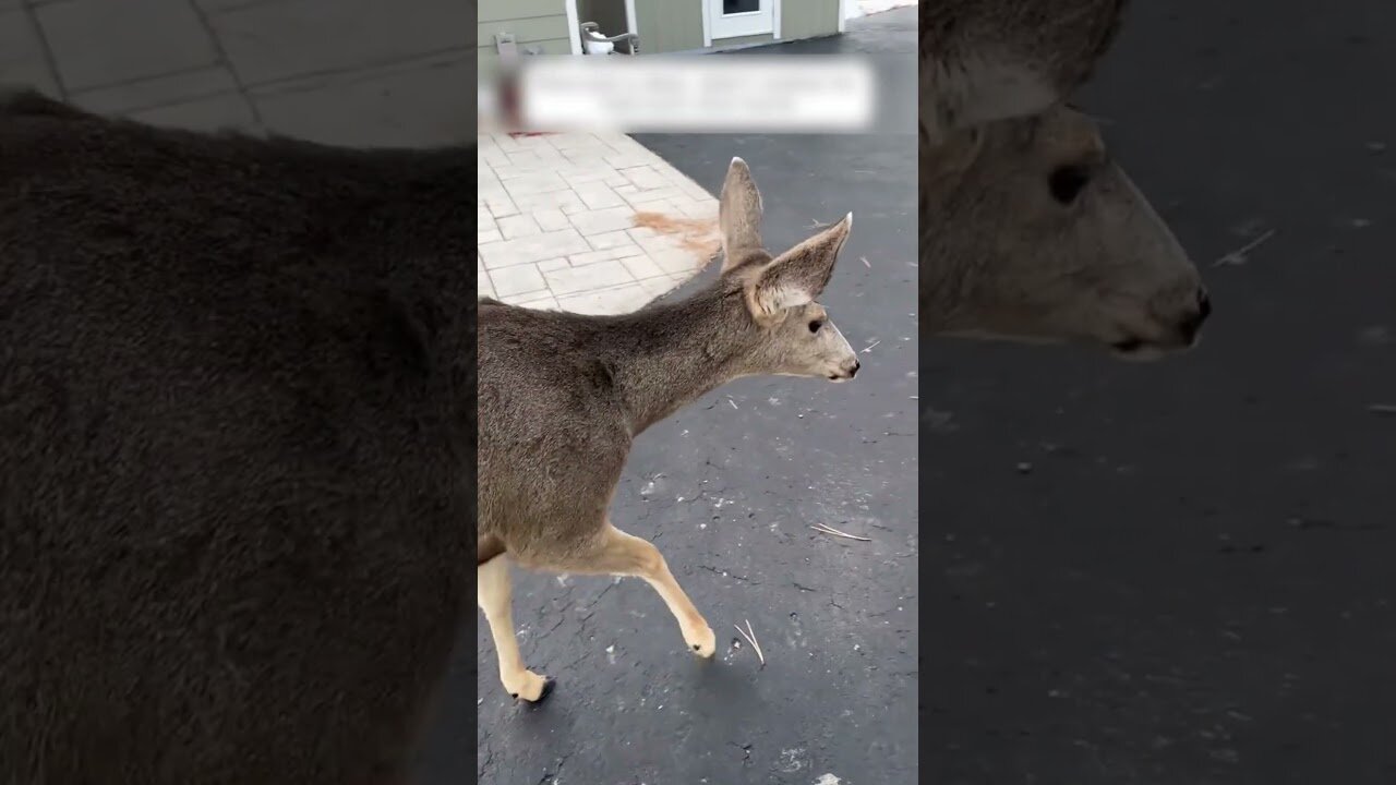 The fishermen saved the deer from falling ice and brought him home