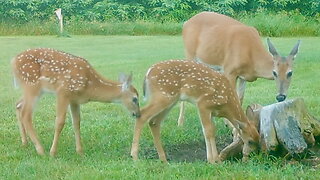 Fawns with Their Mother in the Early Morning