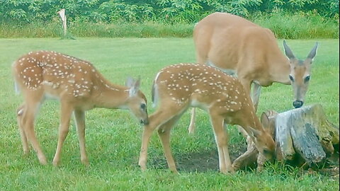 Fawns with Their Mother in the Early Morning