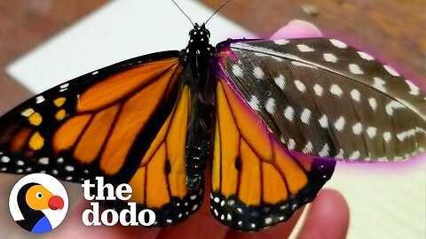 Woman Repairs Butterfly's Broken Wing With A Feather | The Dodo