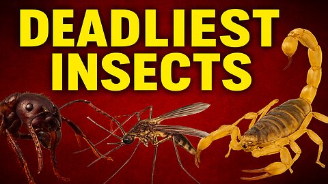The 10 Deadliest Insects That Can Kill You