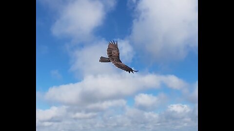 🦅 Broken Wings - Mr. Mister 🦅