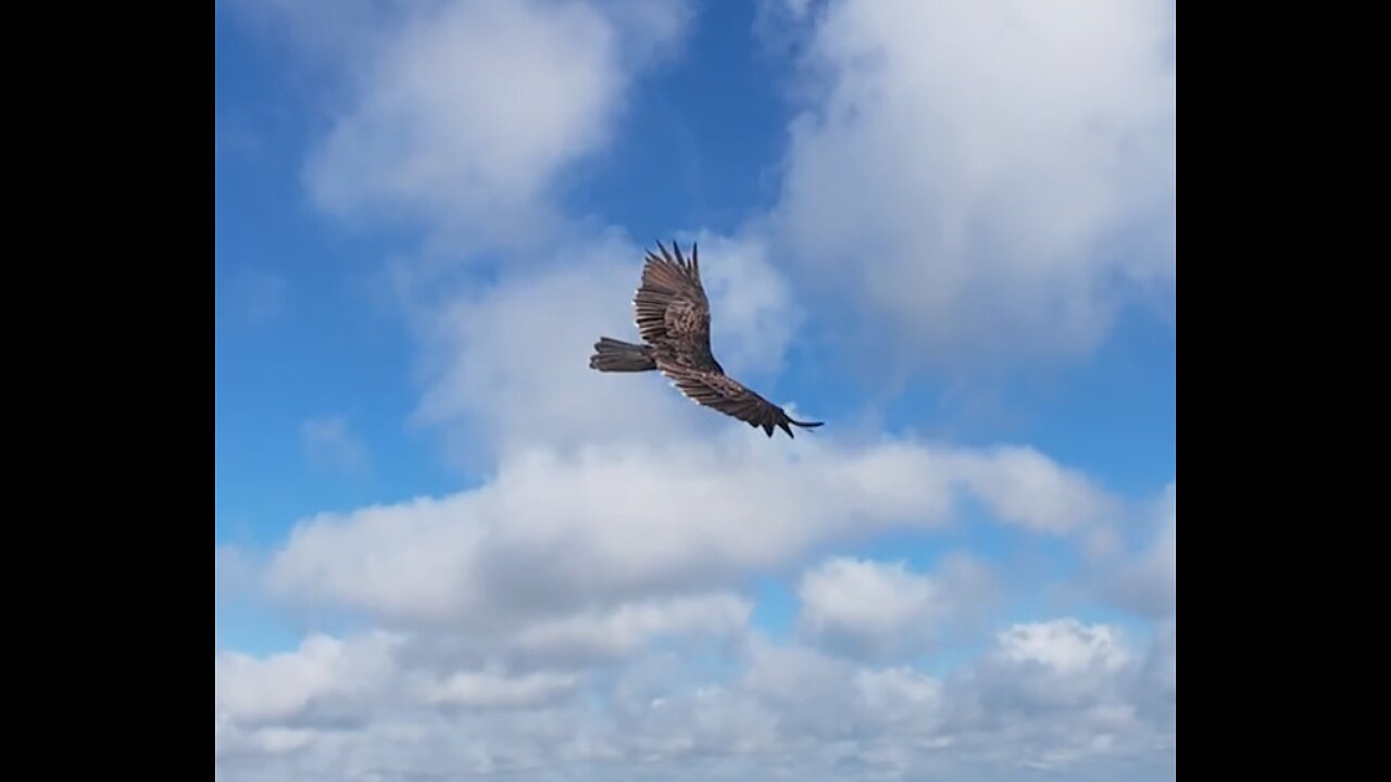 🦅 Broken Wings - Mr. Mister 🦅