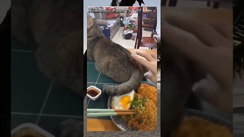 Funny Pet Moments You Can't Miss