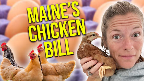 Maine's "chicken bill" regulates backyard flocks || Sam Bessey