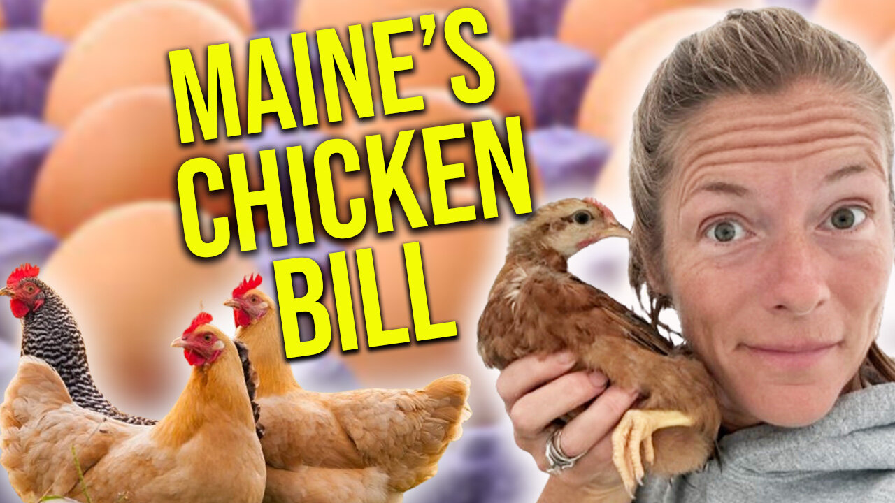 Maine's "chicken bill" regulates backyard flocks || Sam Bessey