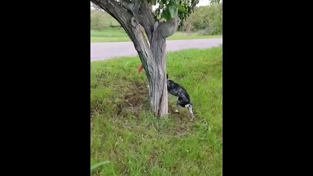 The Dog 🐕 &The Squirrel