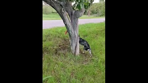 The Dog 🐕 &The Squirrel