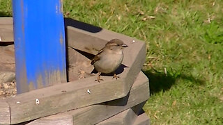 IECV NV #772 - House Sparrows Hanging Out At The Wishing Well 3-30-2019
