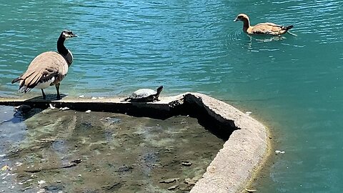 Canada Goose 🪿 & Red-Eared Slider turtles 🐢 And Egyptian Goose 🪿 Swimming September 5 2025