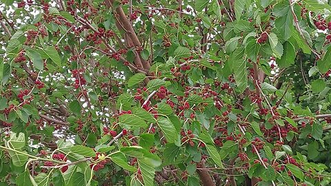 Mulberry tree
