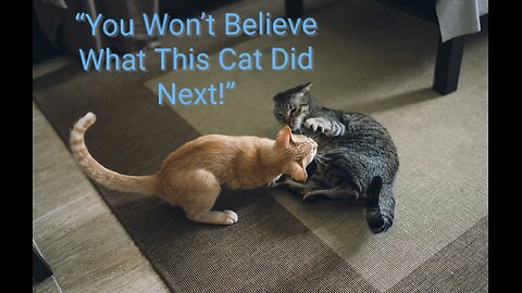 cat's fight funny fight