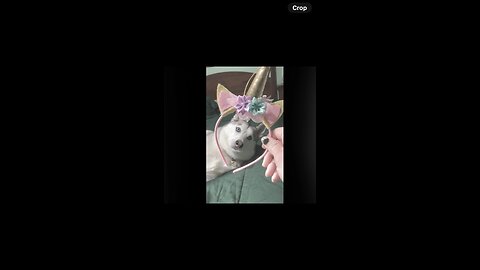 ✨Storybook Saturday✨ The Last Unicorn🦄