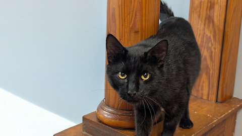 Pet of the Week: Batman at Granny Rose Animal Shelter