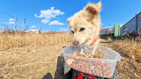 Found a stray dog in clothes… I couldn’t walk past him.