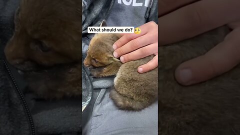There was a hungry fox wandering in the middle of the road and the guy saved him and found a house