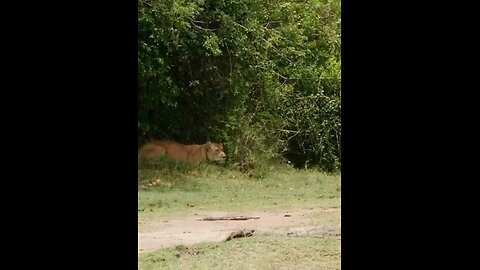 what a smart lion💯💯