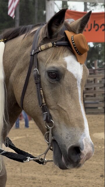 Horse Costume Contest - who wins?!