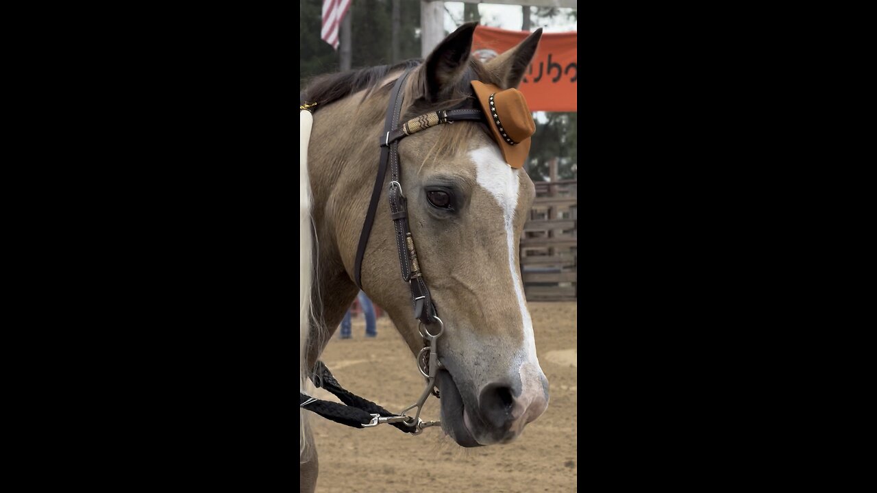 Horse Costume Contest - who wins?!