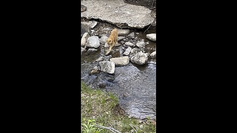 Cat in nature.