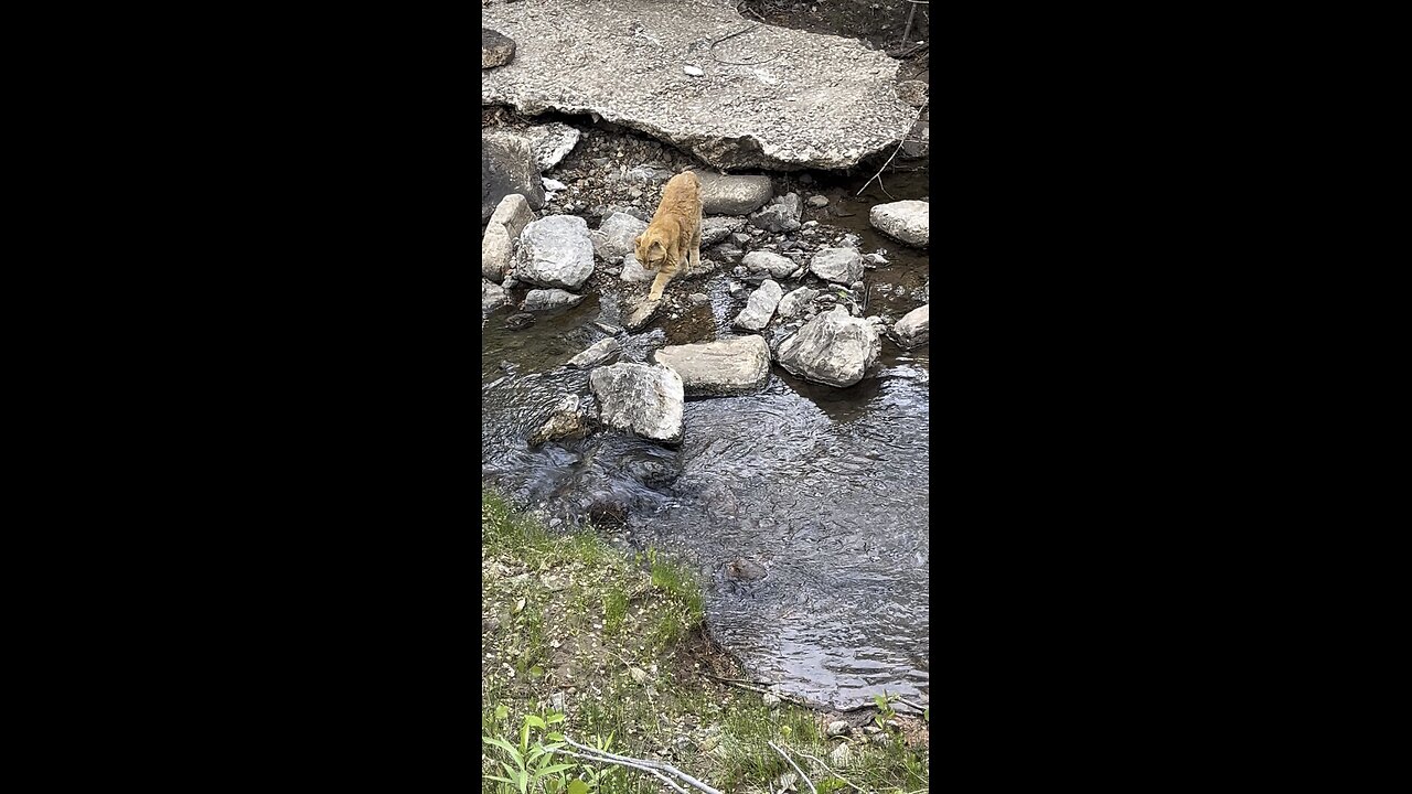Cat in nature.