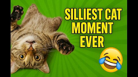 Silliest Cat Moment Ever 😂 You Won’t Stop Laughing!