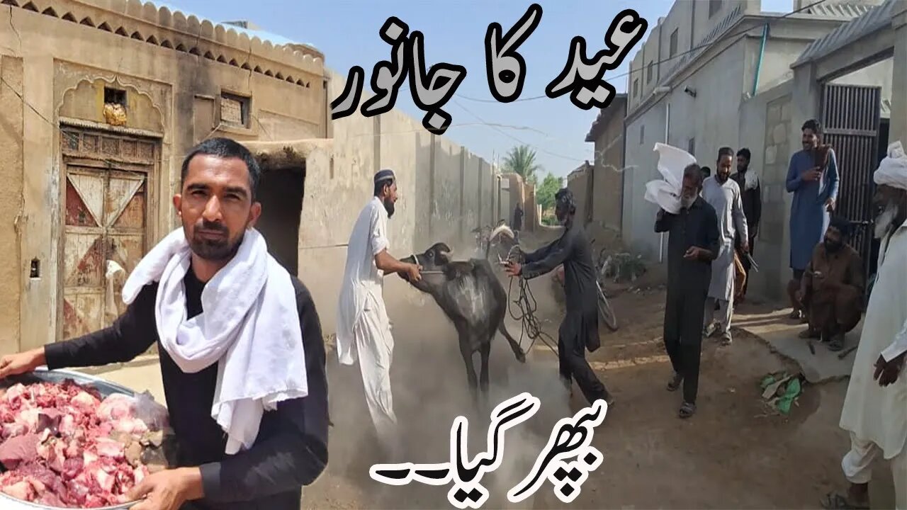 Qurbani Ka Janwar Bhipar Gaya 😡 | Eid Ul Adha 2025