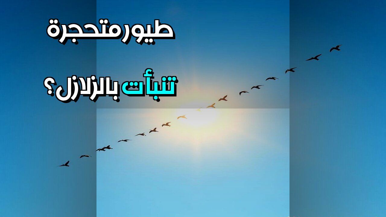 طيور متحجرة ️ هل تنبأت بالزلازل قديماً؟ #مقاطع_قصيرة