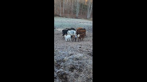 Three Shorthorn Plus Steer Calves Under 6 Weeks Old 🐂