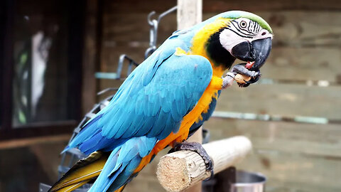 WATCH... AND BEWARE! IF YOU OWN A PARROT, remember that parrots don't just TALK - they LISTEN