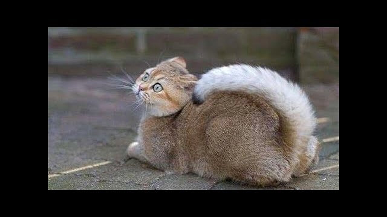 You will LAUGH EXTREMELY HARD, NO DOUBT! - Best FUNNY ANIMAL videos