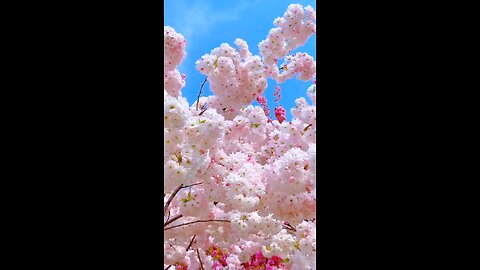 খুবই সুন্দর একটি ফুল