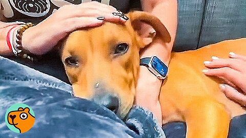 Dog Exposes a Fake Rescue, Helping Save Him And Many Others | Cuddle Buddies