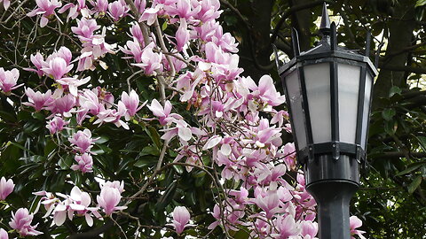 Brooklyn Botanic Garden