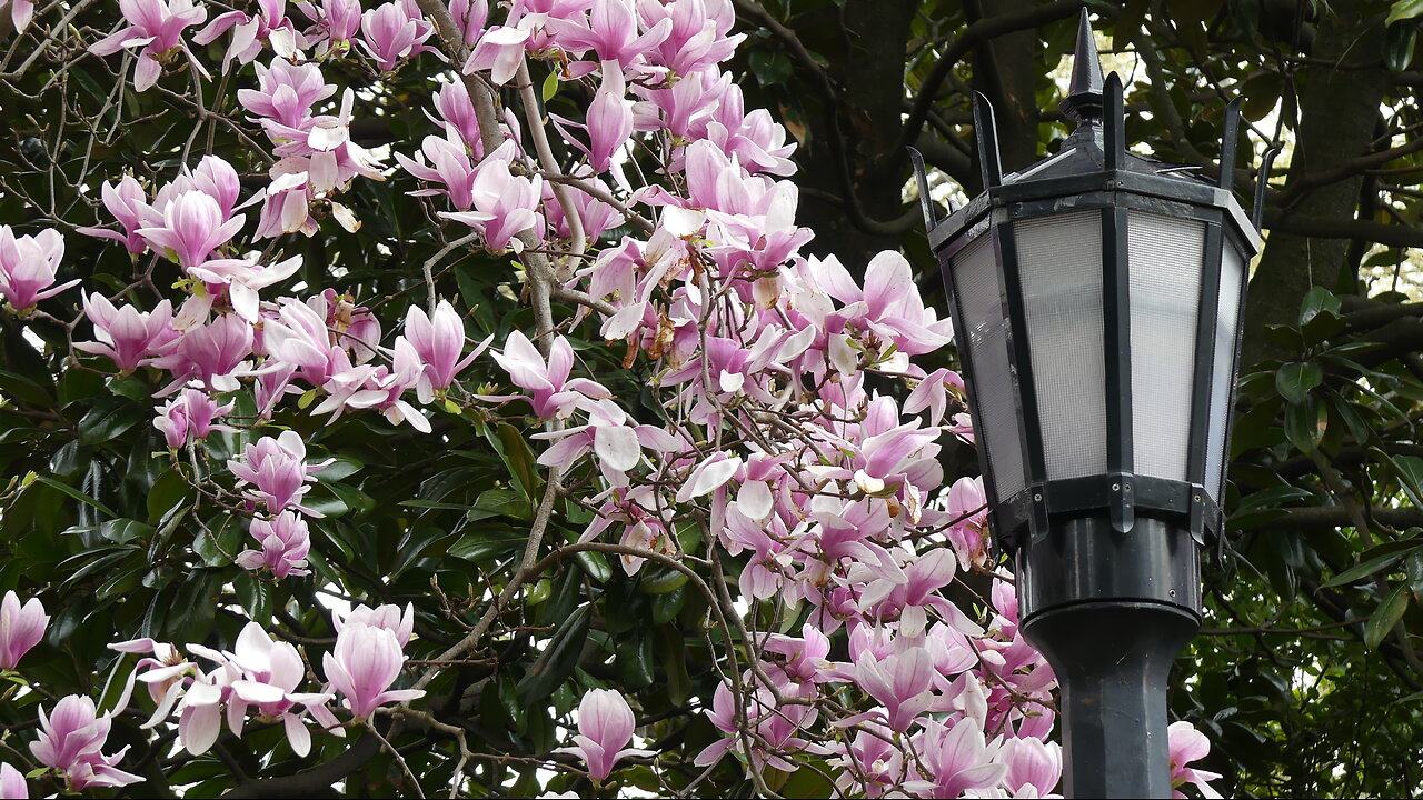 Brooklyn Botanic Garden