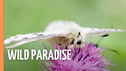 The Last Wild Alps: Switzerland's Hidden Paradise | Full Documentary