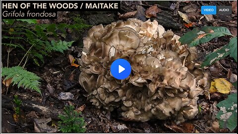 Foraging Maitake Mushrooms
