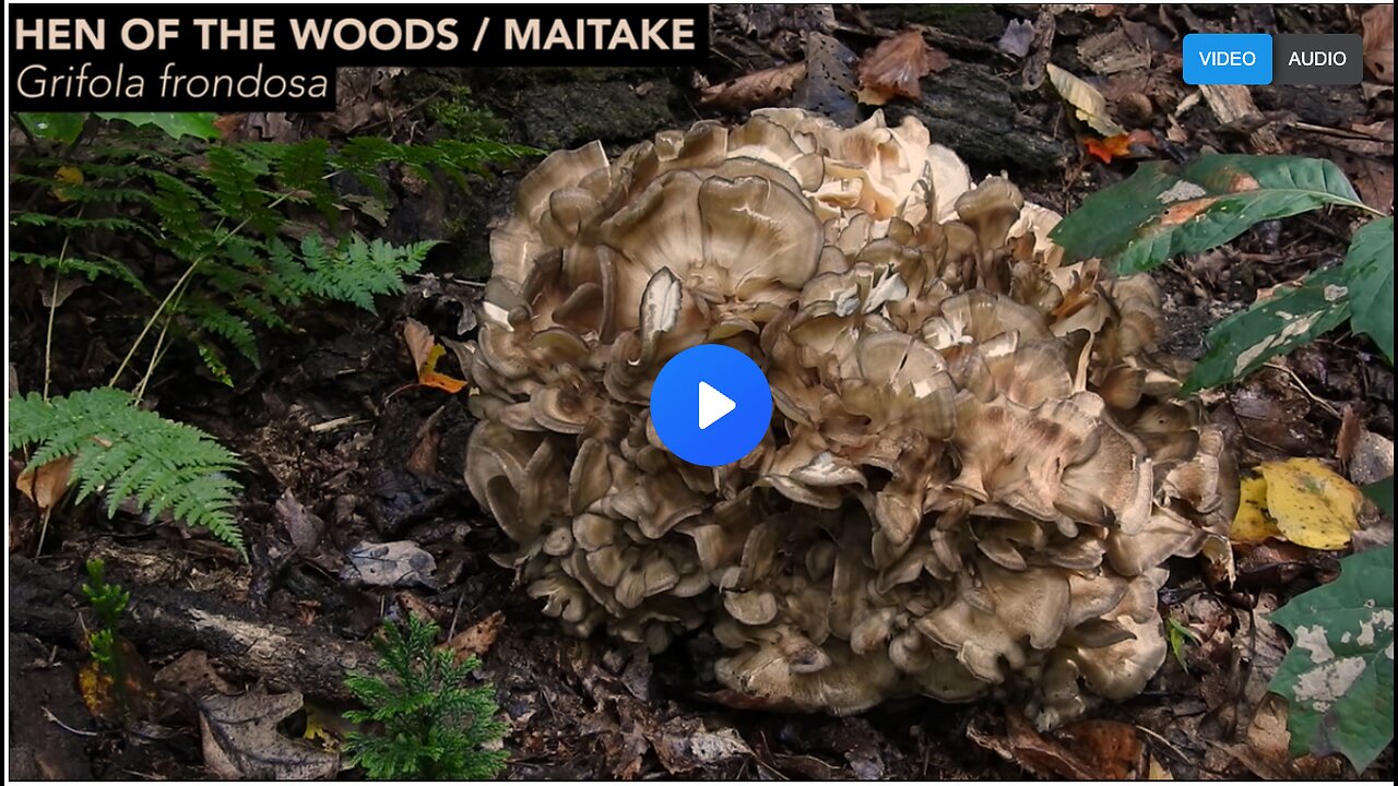 Foraging Maitake Mushrooms